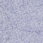 DMC1 Antibody in Immunohistochemistry (Paraffin) (IHC (P))