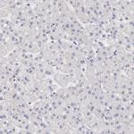 MYO5A Antibody in Immunohistochemistry (Paraffin) (IHC (P))