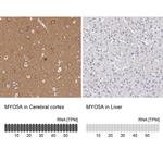 MYO5A Antibody