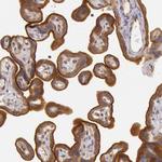 PCTAIRE1 Antibody in Immunohistochemistry (Paraffin) (IHC (P))