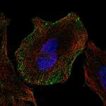 H-cadherin Antibody in Immunocytochemistry (ICC/IF)