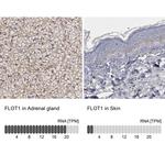 Flotillin 1 Antibody