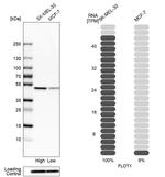 Flotillin 1 Antibody