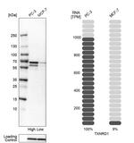 TrxR1 Antibody