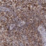 Flotillin 2 Antibody in Immunohistochemistry (Paraffin) (IHC (P))