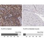 Flotillin 2 Antibody