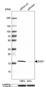 SOD1 Antibody