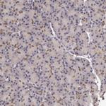 SOD1 Antibody in Immunohistochemistry (Paraffin) (IHC (P))