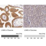 LGMN Antibody