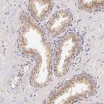 LGMN Antibody in Immunohistochemistry (Paraffin) (IHC (P))