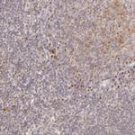 LGMN Antibody in Immunohistochemistry (Paraffin) (IHC (P))