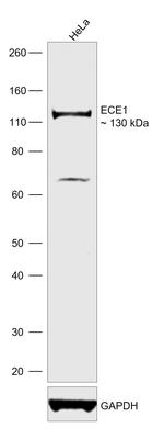 ECE1 Antibody in Western Blot (WB)