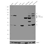 PLZF Antibody in Western Blot (WB)