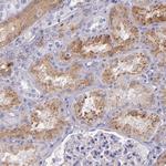 Kininogen 1 Antibody in Immunohistochemistry (Paraffin) (IHC (P))