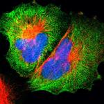 MYH9 Antibody in Immunocytochemistry (ICC/IF)