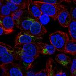 Apolipoprotein H Antibody in Immunocytochemistry (ICC/IF)