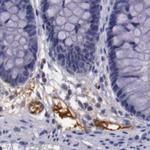 Apolipoprotein H Antibody in Immunohistochemistry (Paraffin) (IHC (P))