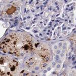 Apolipoprotein H Antibody in Immunohistochemistry (Paraffin) (IHC (P))