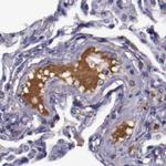 Apolipoprotein H Antibody in Immunohistochemistry (Paraffin) (IHC (P))