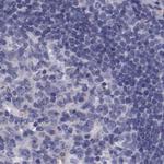 Apolipoprotein H Antibody in Immunohistochemistry (Paraffin) (IHC (P))