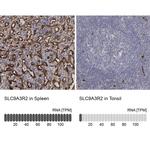 NHERF2 Antibody