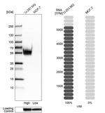 Vimentin Antibody