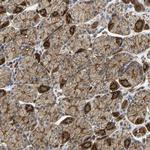 MYO1C Antibody in Immunohistochemistry (Paraffin) (IHC (P))