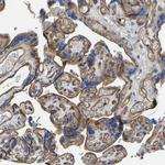 MYO1C Antibody in Immunohistochemistry (Paraffin) (IHC (P))