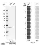 SNAP25 Antibody