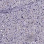 Laminin beta-2 Antibody in Immunohistochemistry (Paraffin) (IHC (P))