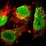 ILF3 Antibody in Immunocytochemistry (ICC/IF)