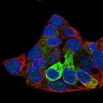 FIBB Antibody in Immunocytochemistry (ICC/IF)