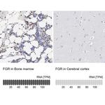 FGR Antibody