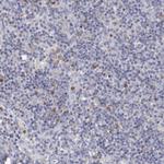 FGR Antibody in Immunohistochemistry (Paraffin) (IHC (P))