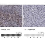 LEF1 Antibody