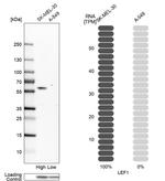 LEF1 Antibody