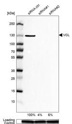 Vinculin Antibody