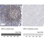 IRF8 Antibody