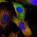 MVP Antibody in Immunocytochemistry (ICC/IF)