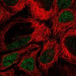 IRF8 Antibody in Immunocytochemistry (ICC/IF)