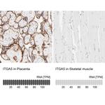 ITGA5 Antibody