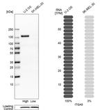 ITGA5 Antibody