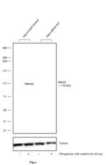 MDA5 Antibody in Western Blot (WB)