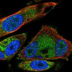 SDHB Antibody in Immunocytochemistry (ICC/IF)