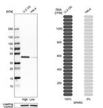 SPARC Antibody