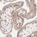 SPARC Antibody in Immunohistochemistry (Paraffin) (IHC (P))