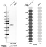 SPARC Antibody