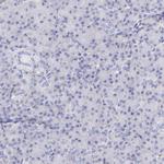 SPARC Antibody in Immunohistochemistry (Paraffin) (IHC (P))