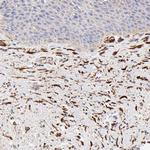 SPARC Antibody in Immunohistochemistry (Paraffin) (IHC (P))