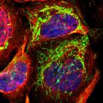 TST Antibody in Immunocytochemistry (ICC/IF)